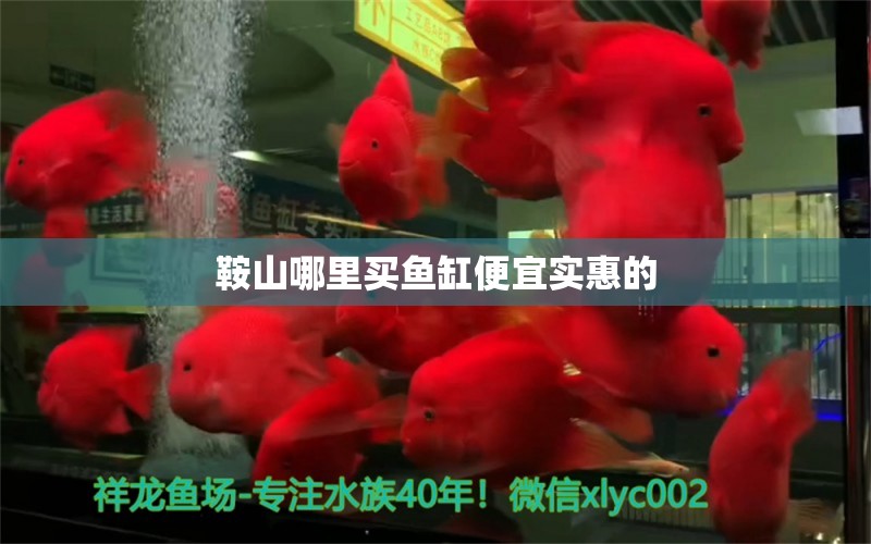 鞍山哪里買魚缸便宜實(shí)惠的 祥龍魚場(chǎng)