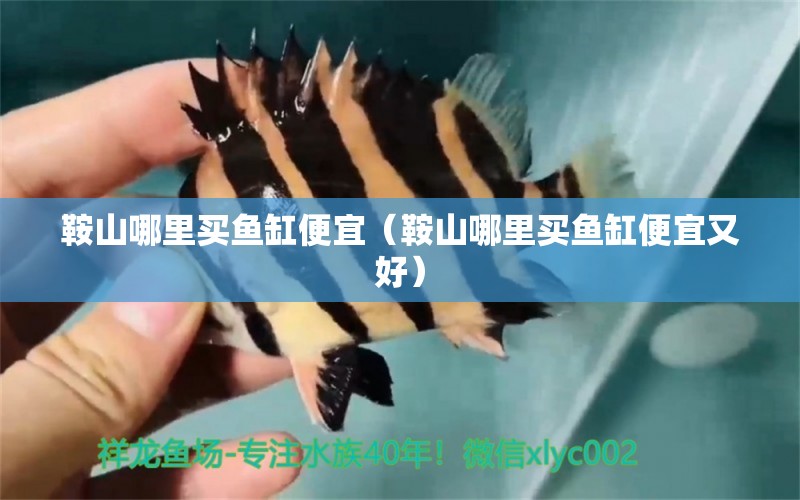 鞍山哪里買魚缸便宜（鞍山哪里買魚缸便宜又好） 其他品牌魚缸