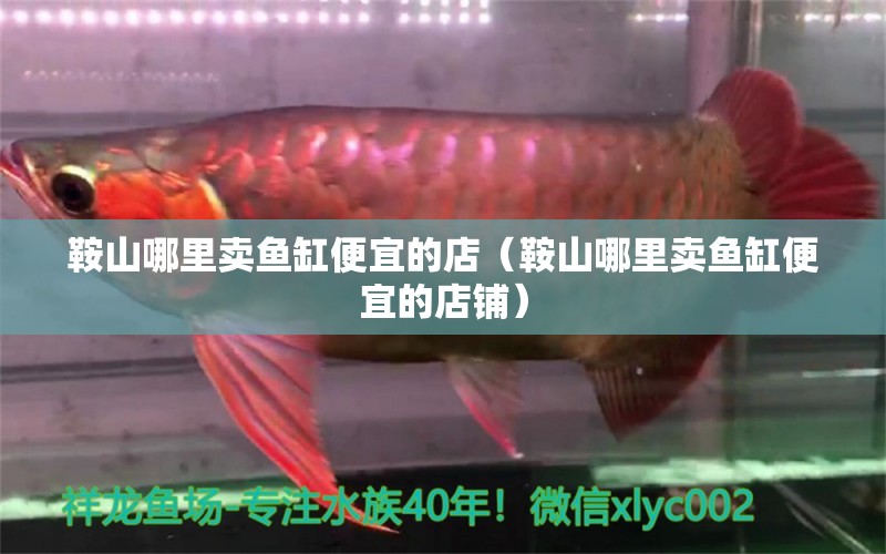 鞍山哪里賣(mài)魚(yú)缸便宜的店（鞍山哪里賣(mài)魚(yú)缸便宜的店鋪）