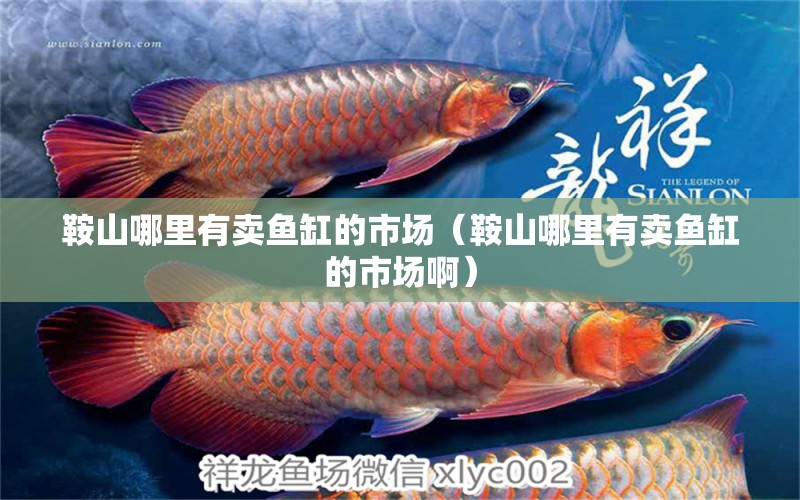 鞍山哪里有賣魚缸的市場(chǎng)（鞍山哪里有賣魚缸的市場(chǎng)?。? title=