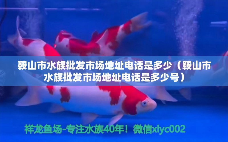 鞍山市水族批發(fā)市場(chǎng)地址電話是多少（鞍山市水族批發(fā)市場(chǎng)地址電話是多少號(hào)） 觀賞魚水族批發(fā)市場(chǎng)