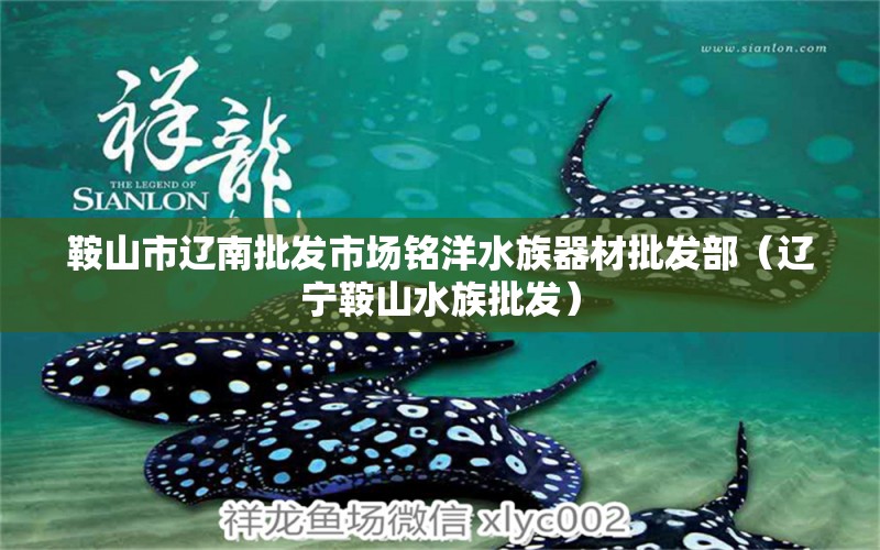 鞍山市遼南批發(fā)市場(chǎng)銘洋水族器材批發(fā)部（遼寧鞍山水族批發(fā)）