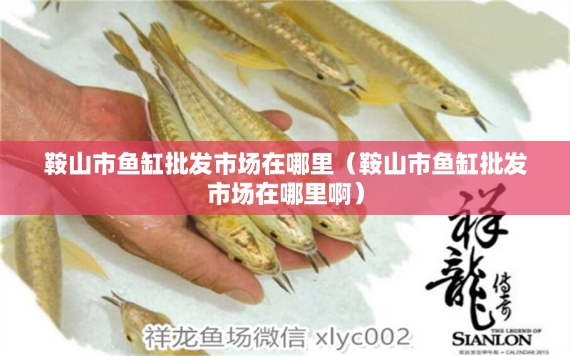 鞍山市魚缸批發(fā)市場在哪里（鞍山市魚缸批發(fā)市場在哪里?。? title=