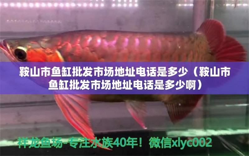 鞍山市魚缸批發(fā)市場地址電話是多少（鞍山市魚缸批發(fā)市場地址電話是多少?。?魟魚相關(guān)