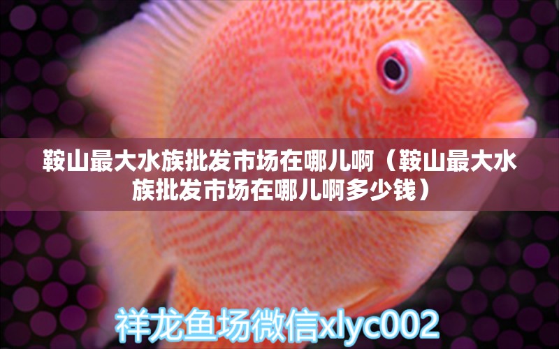 鞍山最大水族批發(fā)市場在哪兒啊（鞍山最大水族批發(fā)市場在哪兒啊多少錢） 觀賞魚水族批發(fā)市場