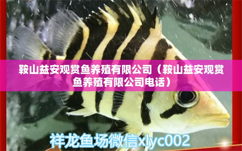 鞍山益安觀賞魚養(yǎng)殖有限公司（鞍山益安觀賞魚養(yǎng)殖有限公司電話） 全國水族館企業(yè)名錄