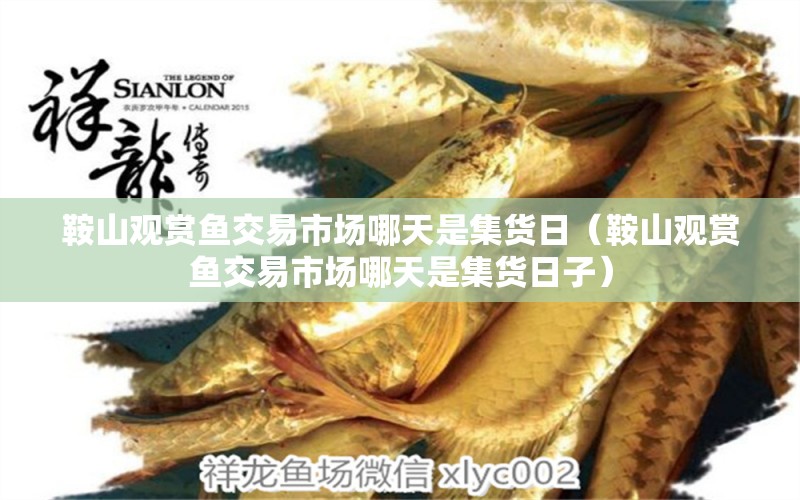 鞍山觀賞魚(yú)交易市場(chǎng)哪天是集貨日（鞍山觀賞魚(yú)交易市場(chǎng)哪天是集貨日子）