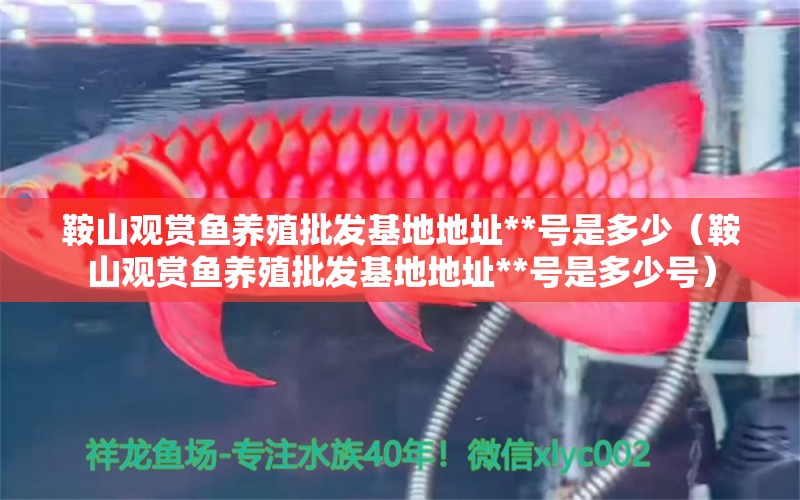 鞍山觀賞魚養(yǎng)殖批發(fā)基地地址**號是多少（鞍山觀賞魚養(yǎng)殖批發(fā)基地地址**號是多少號） 祥龍水族醫(yī)院