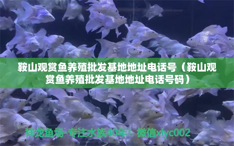 鞍山觀賞魚養(yǎng)殖批發(fā)基地地址電話號（鞍山觀賞魚養(yǎng)殖批發(fā)基地地址電話號碼）