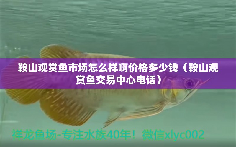 鞍山觀賞魚(yú)市場(chǎng)怎么樣啊價(jià)格多少錢（鞍山觀賞魚(yú)交易中心電話）