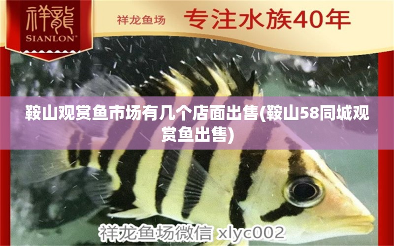 鞍山觀賞魚市場(chǎng)有幾個(gè)店面出售(鞍山58同城觀賞魚出售) 觀賞魚市場(chǎng)（混養(yǎng)魚）