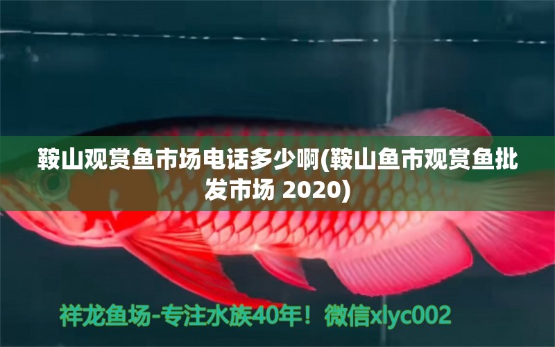 鞍山觀賞魚市場電話多少啊(鞍山魚市觀賞魚批發(fā)市場 2020) 觀賞魚批發(fā)