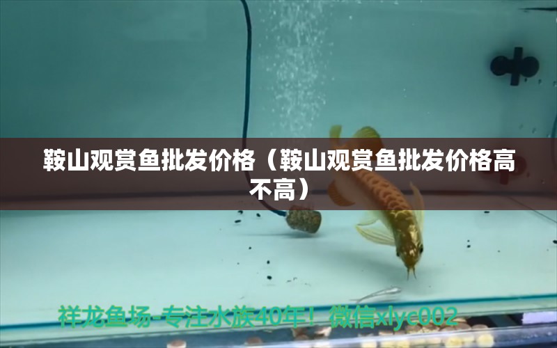 鞍山觀賞魚批發(fā)價格（鞍山觀賞魚批發(fā)價格高不高）