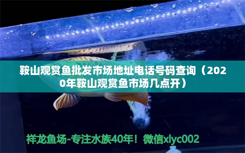 鞍山觀賞魚批發(fā)市場地址電話號碼查詢（2020年鞍山觀賞魚市場幾點開） 觀賞魚批發(fā)