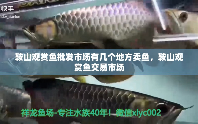 鞍山觀賞魚(yú)批發(fā)市場(chǎng)有幾個(gè)地方賣(mài)魚(yú)，鞍山觀賞魚(yú)交易市場(chǎng)