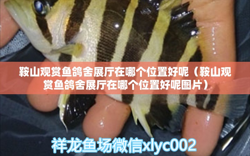 鞍山觀賞魚(yú)鴿舍展廳在哪個(gè)位置好呢（鞍山觀賞魚(yú)鴿舍展廳在哪個(gè)位置好呢圖片）