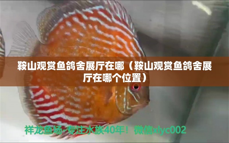 鞍山觀賞魚鴿舍展廳在哪（鞍山觀賞魚鴿舍展廳在哪個(gè)位置）