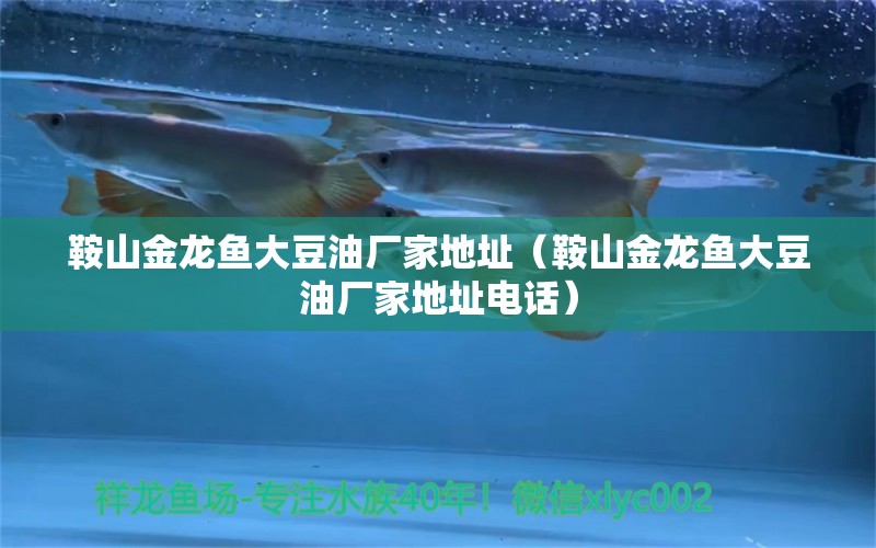 鞍山金龍魚大豆油廠家地址（鞍山金龍魚大豆油廠家地址電話） 觀賞魚市場（混養(yǎng)魚）