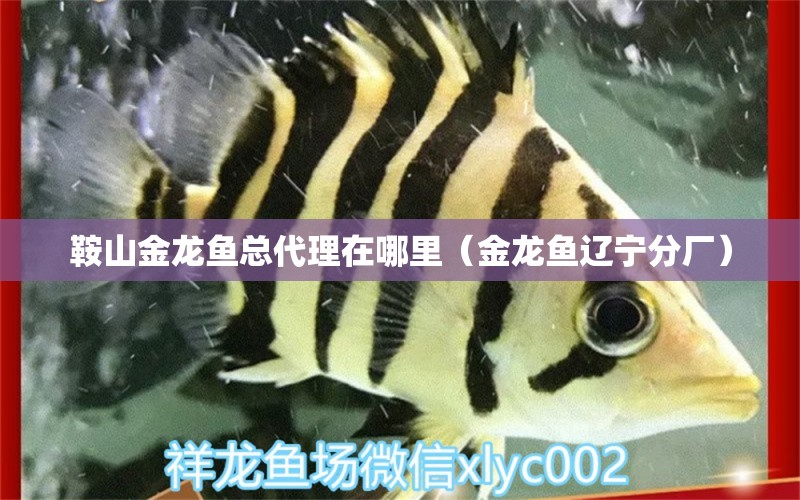 鞍山金龍魚(yú)總代理在哪里（金龍魚(yú)遼寧分廠(chǎng)） 紅龍福龍魚(yú)