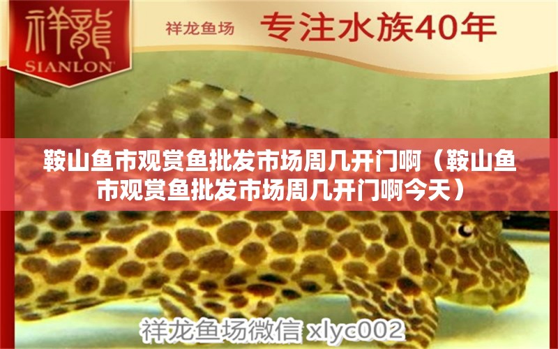 鞍山魚市觀賞魚批發(fā)市場周幾開門?。ò吧紧~市觀賞魚批發(fā)市場周幾開門啊今天）