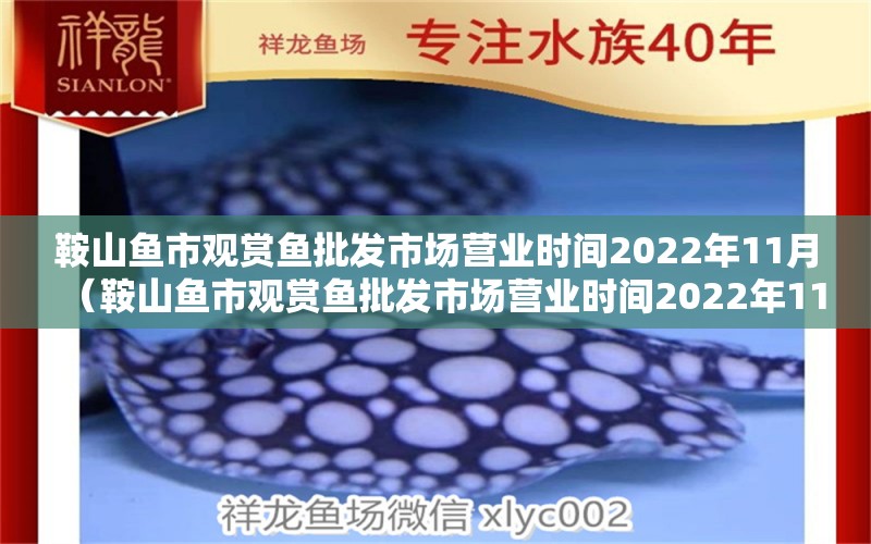 鞍山魚市觀賞魚批發(fā)市場營業(yè)時間2022年11月（鞍山魚市觀賞魚批發(fā)市場營業(yè)時間2022年11月12日）