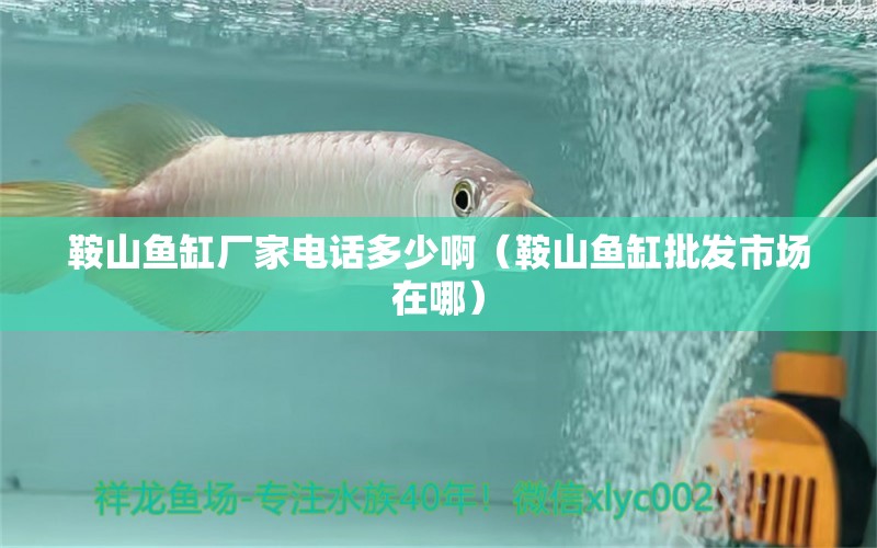 鞍山魚缸廠家電話多少?。ò吧紧~缸批發(fā)市場(chǎng)在哪）