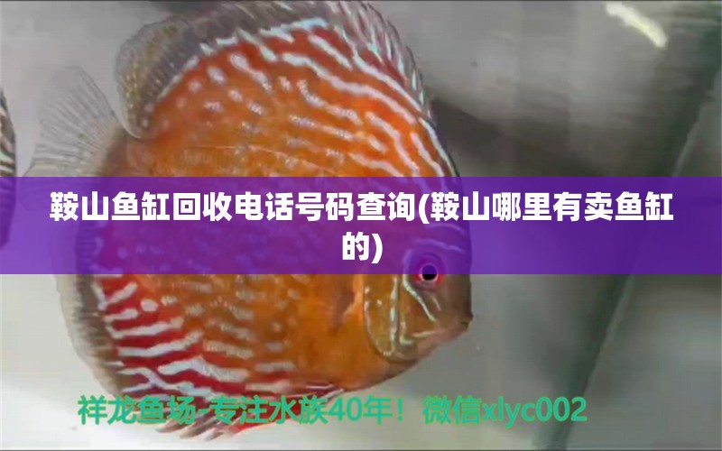 鞍山魚缸回收電話號碼查詢(鞍山哪里有賣魚缸的)