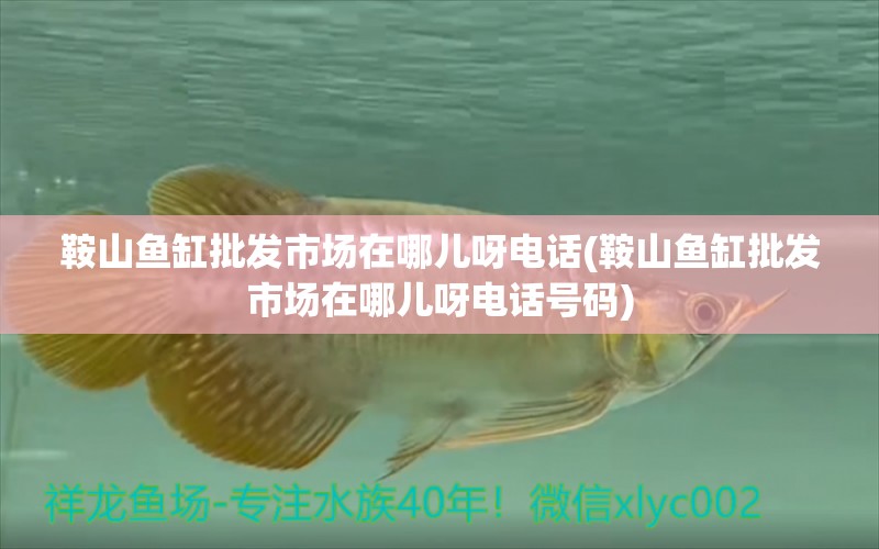 鞍山魚缸批發(fā)市場(chǎng)在哪兒呀電話(鞍山魚缸批發(fā)市場(chǎng)在哪兒呀電話號(hào)碼) 黑白雙星魚