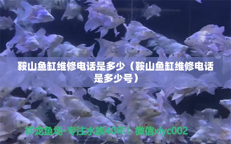 鞍山魚缸維修電話是多少（鞍山魚缸維修電話是多少號）