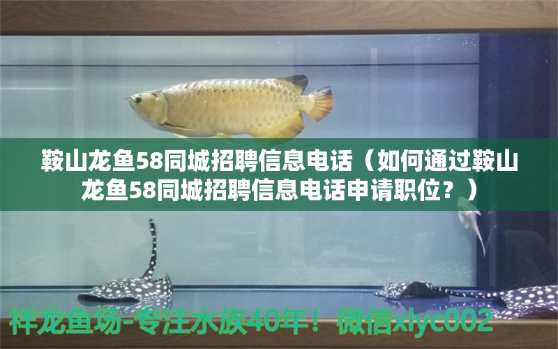 鞍山龍魚58同城招聘信息電話（如何通過鞍山龍魚58同城招聘信息電話申請(qǐng)職位？）