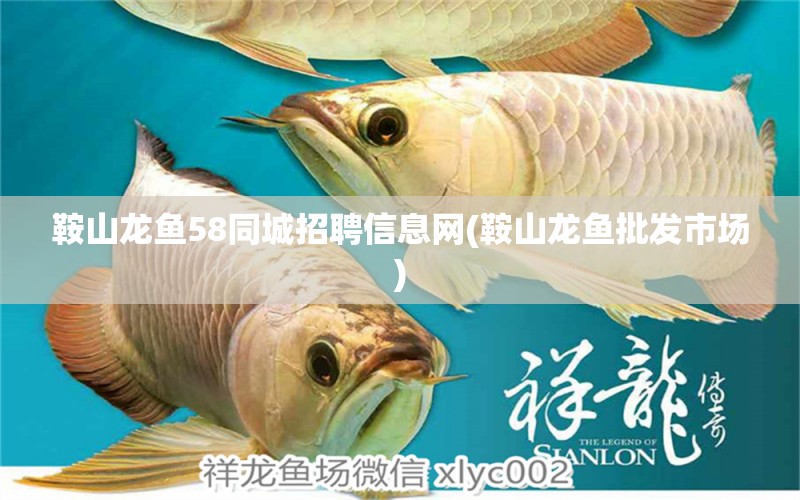 鞍山龍魚58同城招聘信息網(wǎng)(鞍山龍魚批發(fā)市場) 龍魚批發(fā)