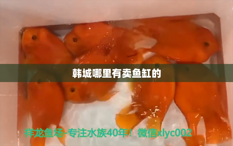 韓城哪里有賣魚缸的 其他品牌魚缸