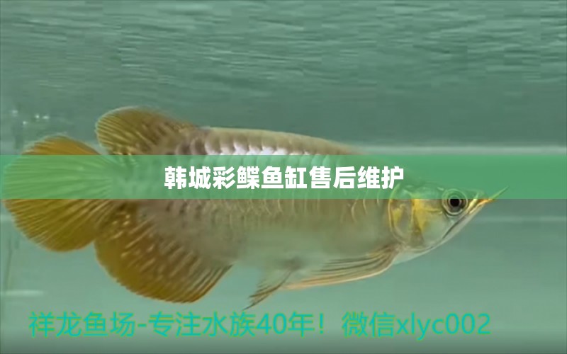 韓城彩鰈魚缸售后維護(hù) 彩鰈魚缸（彩蝶魚缸）