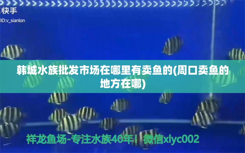 韓城水族批發(fā)市場在哪里有賣魚的(周口賣魚的地方在哪) 觀賞魚水族批發(fā)市場