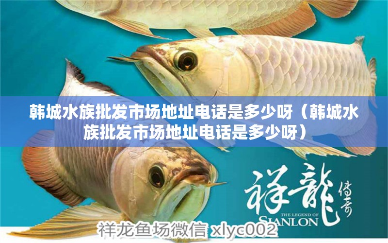 韓城水族批發(fā)市場地址電話是多少呀（韓城水族批發(fā)市場地址電話是多少呀） 觀賞魚水族批發(fā)市場