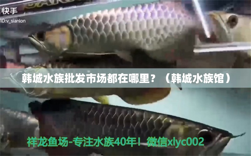 韓城水族批發(fā)市場(chǎng)都在哪里？（韓城水族館） 圖騰金龍魚(yú)