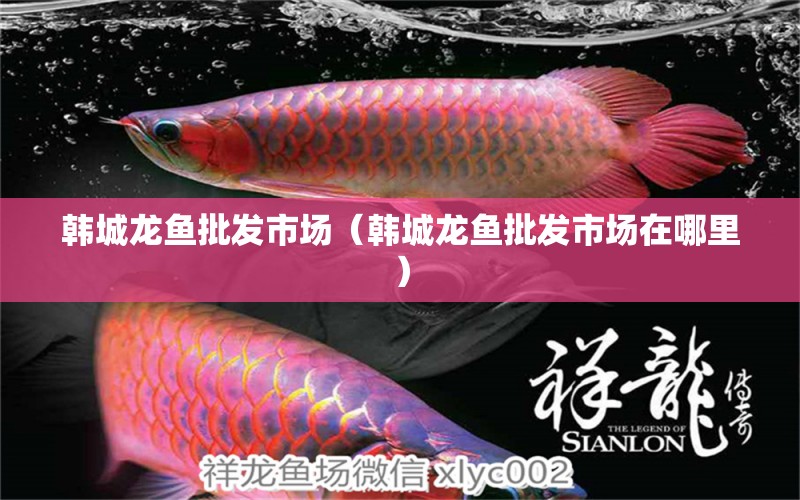 韓城龍魚批發(fā)市場（韓城龍魚批發(fā)市場在哪里）