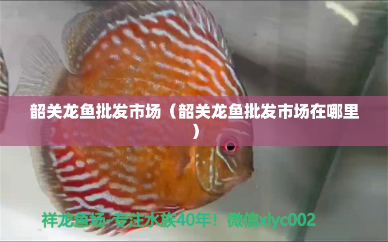 韶關(guān)龍魚(yú)批發(fā)市場(chǎng)（韶關(guān)龍魚(yú)批發(fā)市場(chǎng)在哪里） 龍魚(yú)批發(fā)