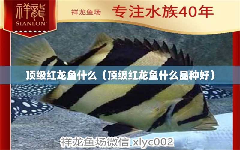 頂級紅龍魚什么（頂級紅龍魚什么品種好） 賽級紅龍魚