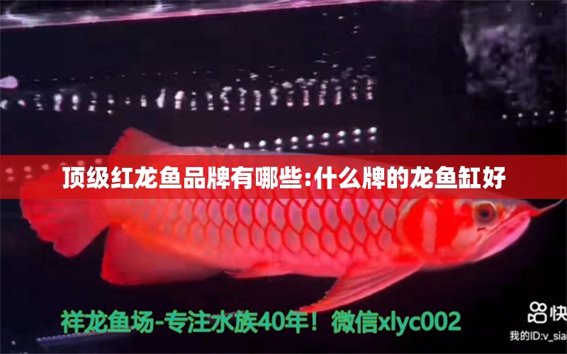 頂級(jí)紅龍魚品牌有哪些:什么牌的龍魚缸好