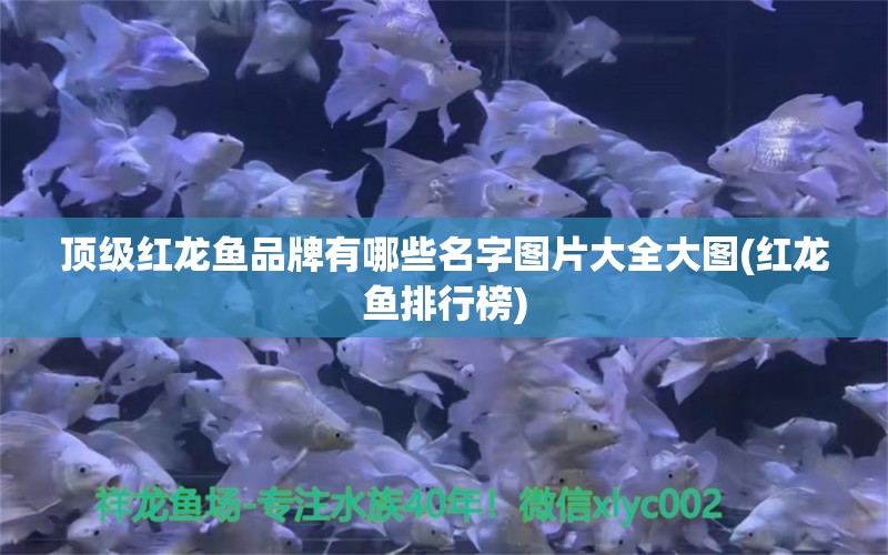 頂級(jí)紅龍魚品牌有哪些名字圖片大全大圖(紅龍魚排行榜) 皇冠黑白魟魚