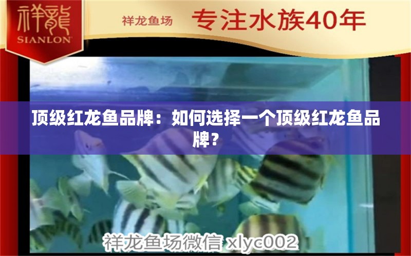 頂級紅龍魚品牌：如何選擇一個(gè)頂級紅龍魚品牌？ 水族問答 第2張