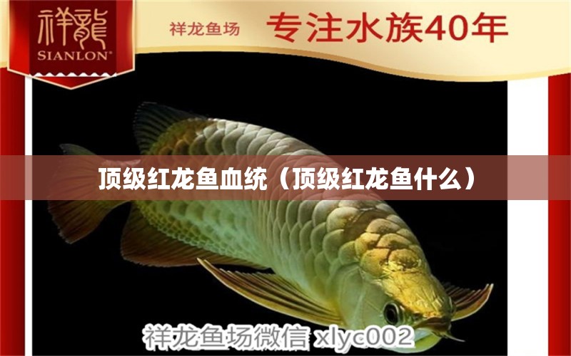 頂級紅龍魚血統(tǒng)（頂級紅龍魚什么） 銀龍魚苗 第1張