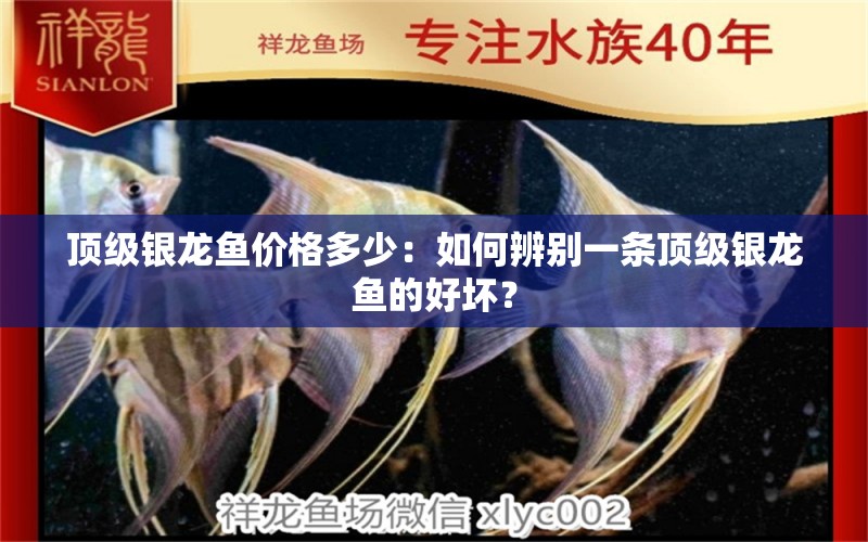 頂級(jí)銀龍魚(yú)價(jià)格多少：如何辨別一條頂級(jí)銀龍魚(yú)的好壞？ 水族問(wèn)答 第2張