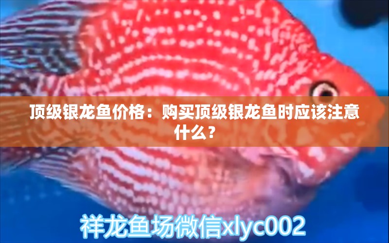 頂級(jí)銀龍魚價(jià)格：購(gòu)買頂級(jí)銀龍魚時(shí)應(yīng)該注意什么？ 水族問答 第2張