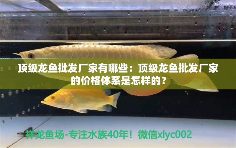 頂級(jí)龍魚批發(fā)廠家有哪些：頂級(jí)龍魚批發(fā)廠家的價(jià)格體系是怎樣的？ 水族問答 第1張