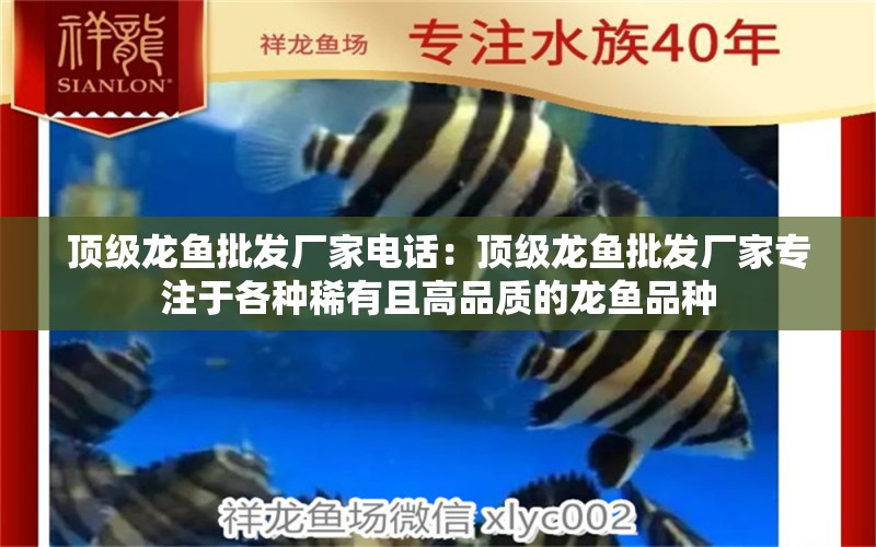 頂級龍魚批發(fā)廠家電話：頂級龍魚批發(fā)廠家專注于各種稀有且高品質(zhì)的龍魚品種 水族問答 第1張