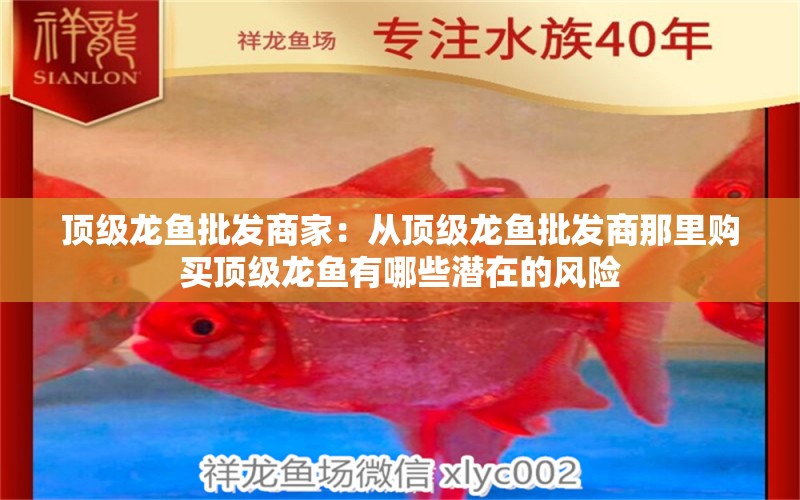 頂級龍魚批發(fā)商家：從頂級龍魚批發(fā)商那里購買頂級龍魚有哪些潛在的風險 水族問答 第2張