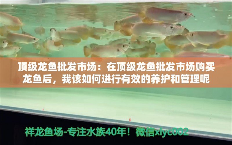 頂級龍魚批發(fā)市場：在頂級龍魚批發(fā)市場購買龍魚后，我該如何進(jìn)行有效的養(yǎng)護(hù)和管理呢 水族問答 第1張