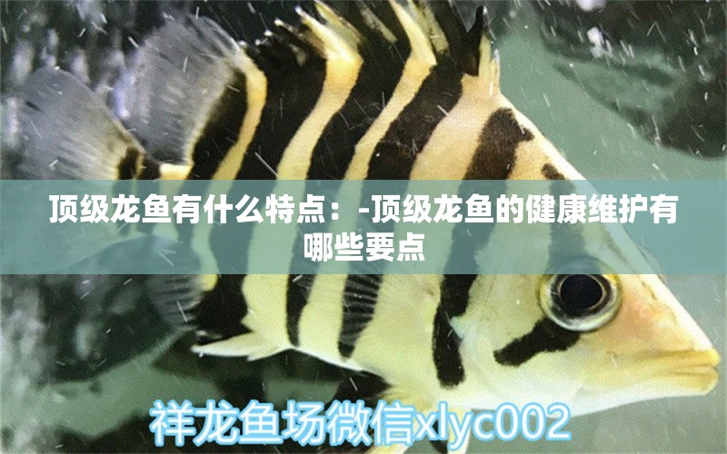 頂級龍魚有什么特點：-頂級龍魚的健康維護有哪些要點 水族問答 第1張